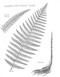 drawing of dryopteris celsa plant parts